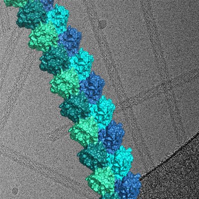 Image: Cryo-electron microscopy-derived three-dimensional structure of a filament formed by the Toll-like receptor adaptor protein MAL, shown above a representative electron micrograph used to derive this structure. Credit: Thomas Ve.